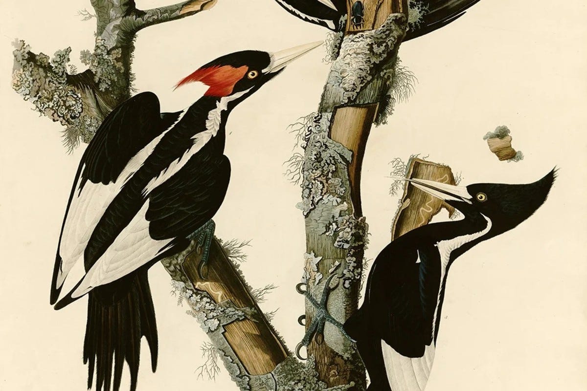 John James Audubon’s painting of male (left) and female ivory-billed woodpeckers. John James Audubon’s painting of male (left) and female ivory-billed woodpeckers.