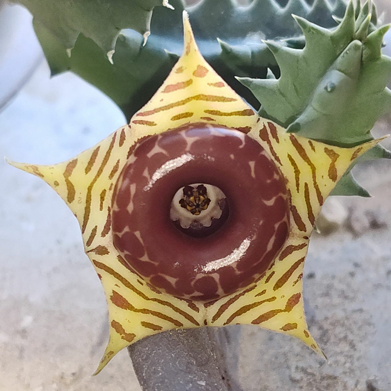 Bagels’s Greeneries