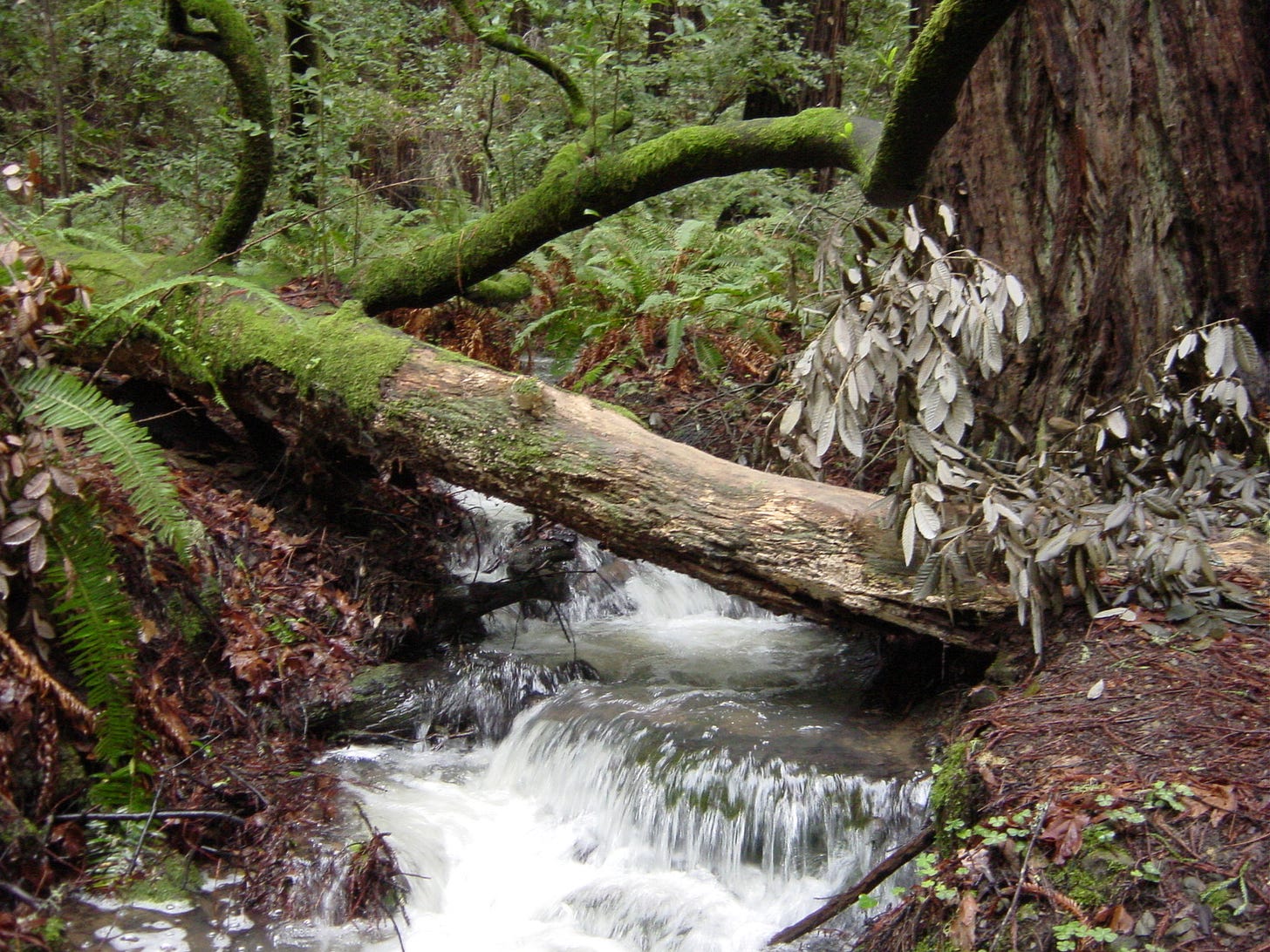 Cycle of Nature.jpeg