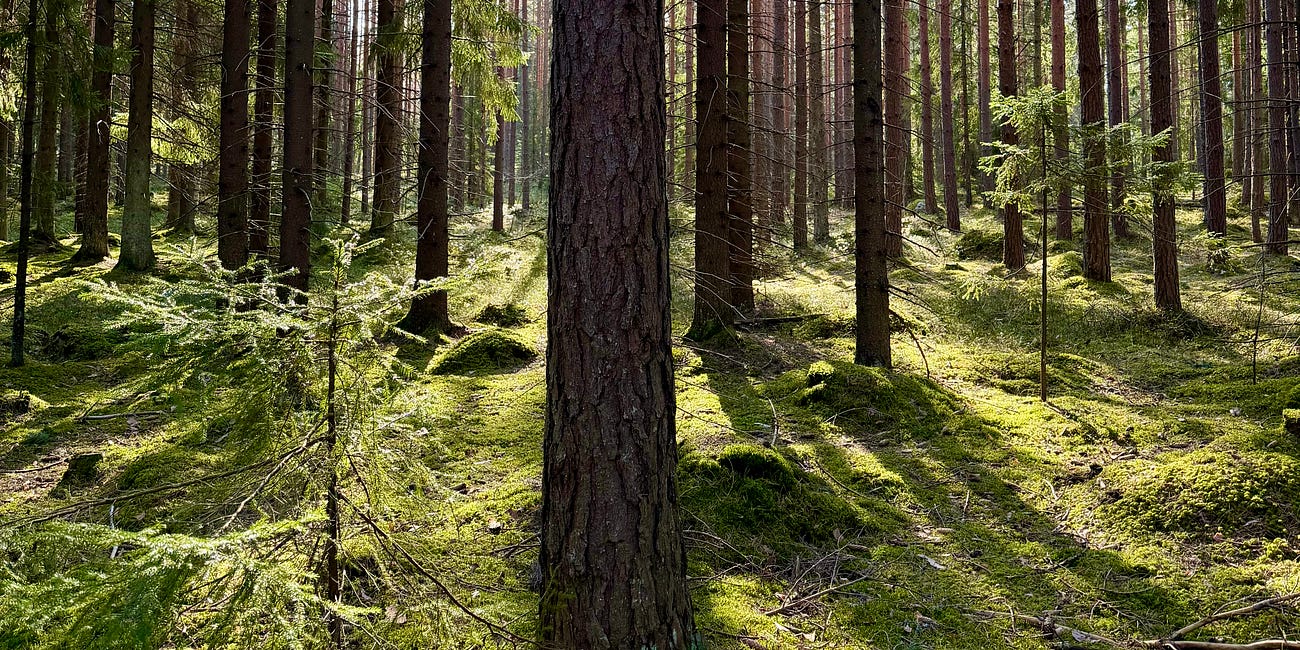 Spring Awakening in the Forest