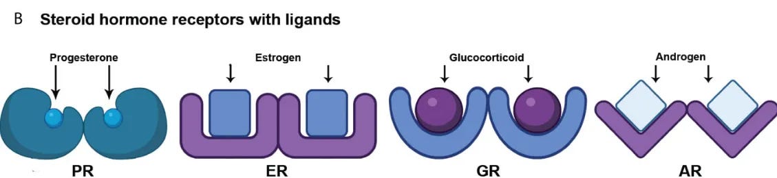 Raising testosterone or estrogen isn’t enough. Sleep depends on how effectively your body can use them—& that responsiveness can be supported, even with age, here’s how:Are My Hormones Affecting My Sleep