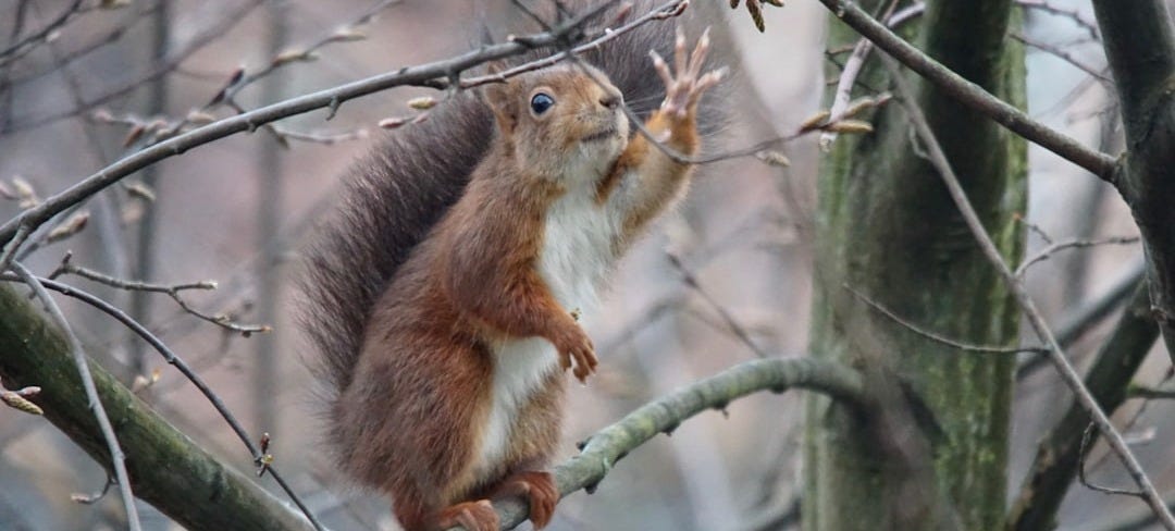 a squirrel sitting on top of a tree branch