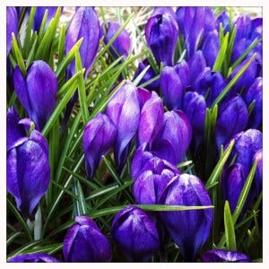 crocus stirrings crocus stirrings