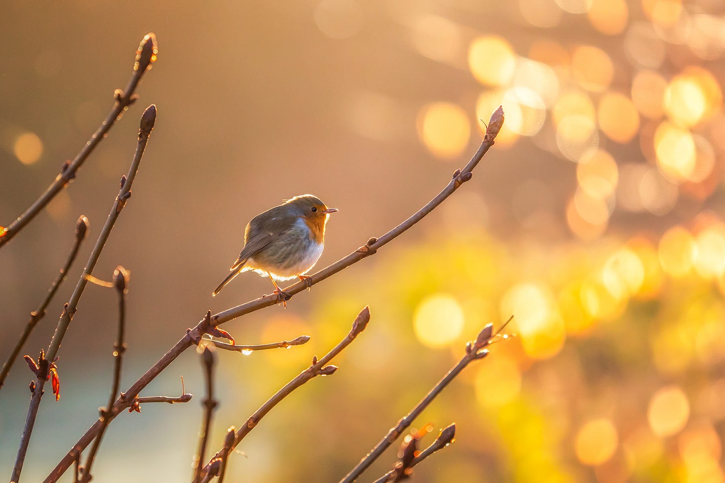 Morning light creates bokeh as the sun breaks through and illuminates a resting robin