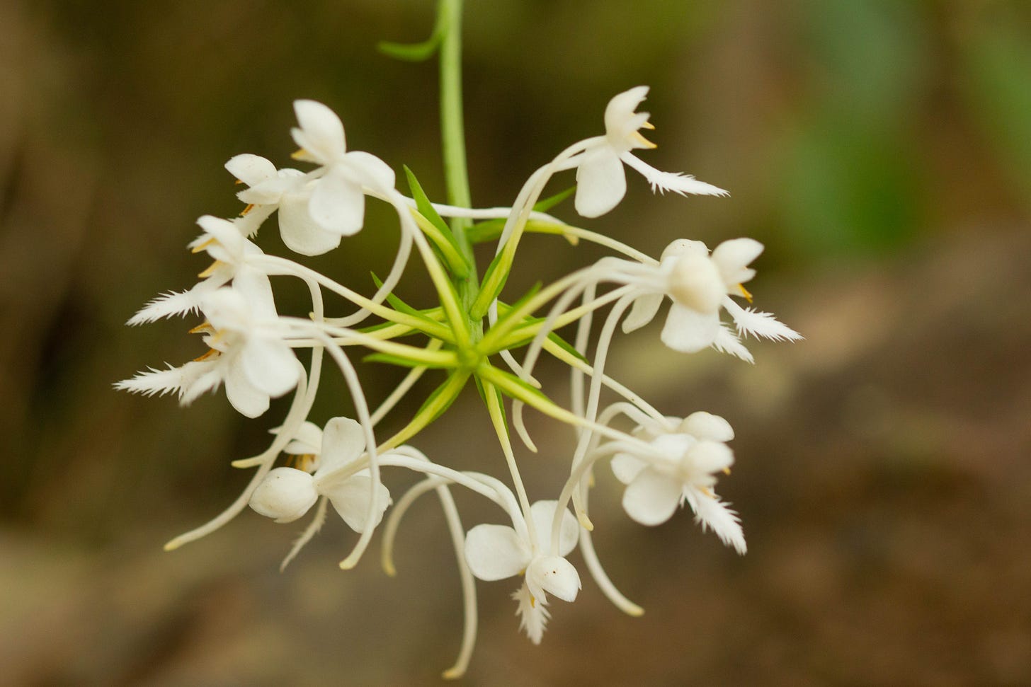 Overhead view of a stalk of flowering fringed white orchid
