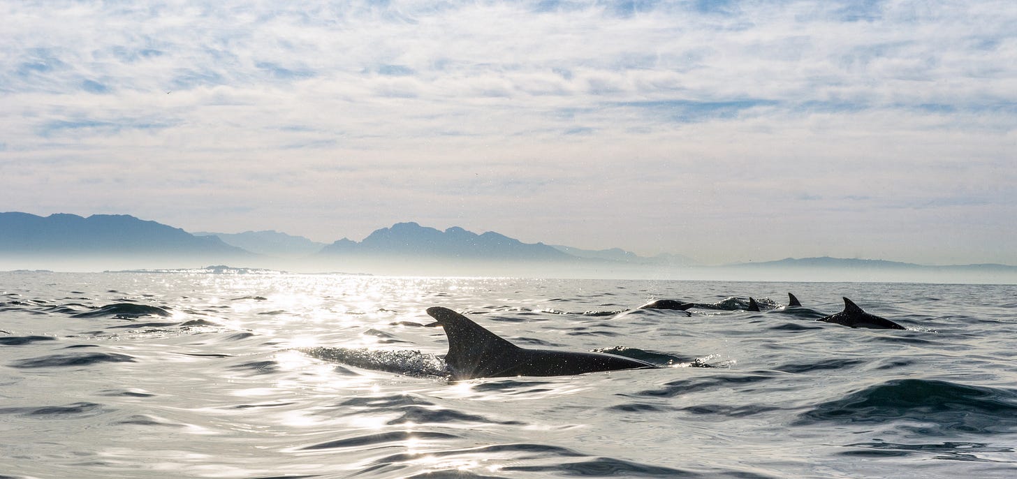 Dolphins swimming in shining waters against a backdrop of mountains