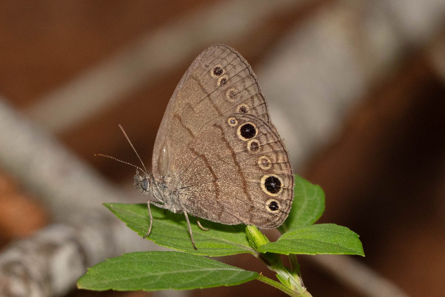 A brown butterfly with darker brown sqiggly lines and a row of yellow-borded black round spots, shown in profile, perched on the green leaves of a plant