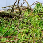 Sioux Falls opens branch and tree drop-off sites after storm