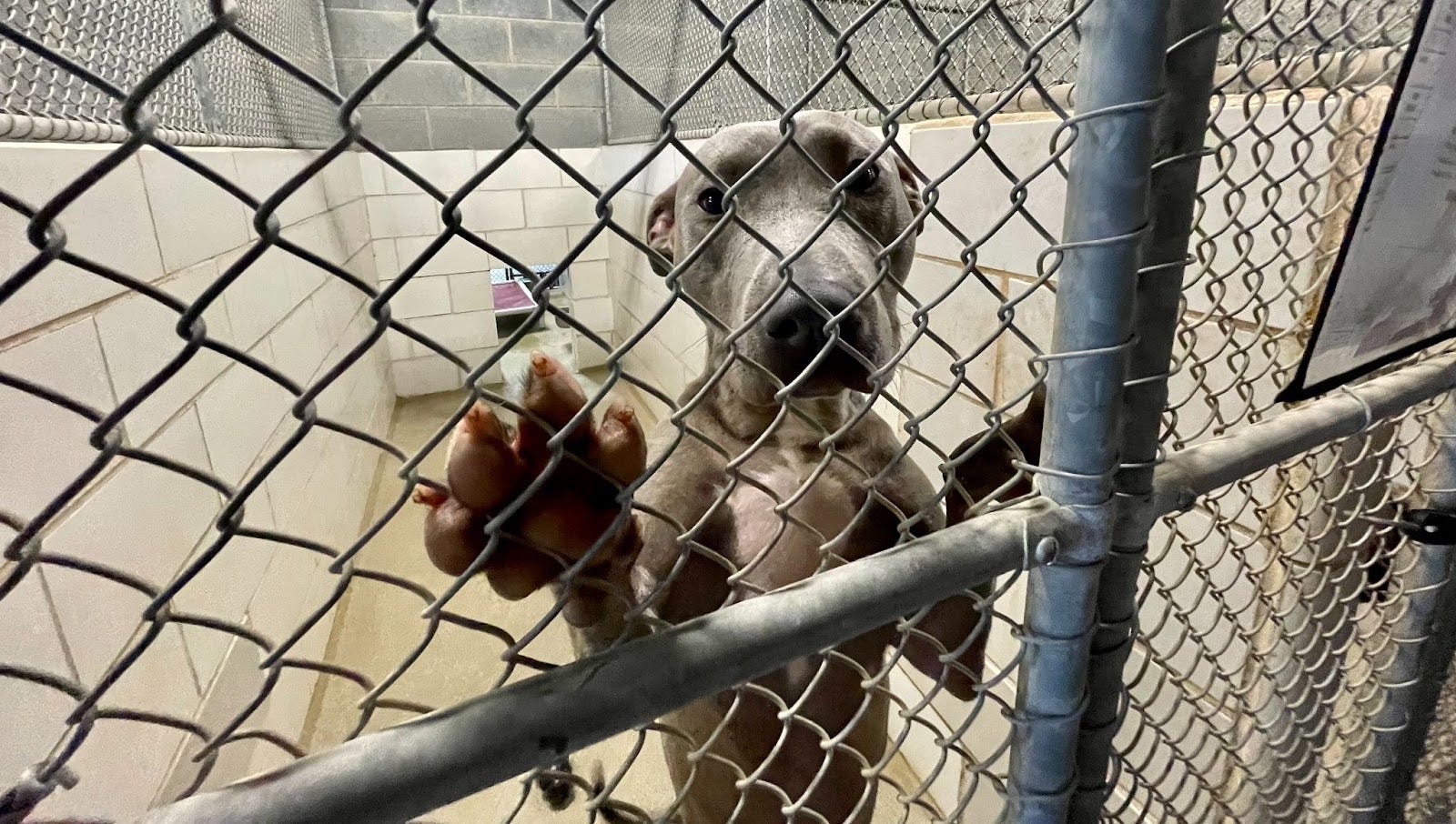 Heartbreak at the animal shelter - The Charlotte Ledger