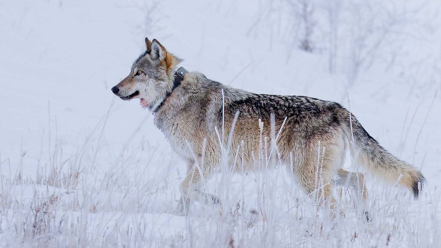 Wolf 1478F was the latest member of Yellowstone National Park’s famed Junction Butte pack to be killed. She’s thought to have been illegally poached in Montana.