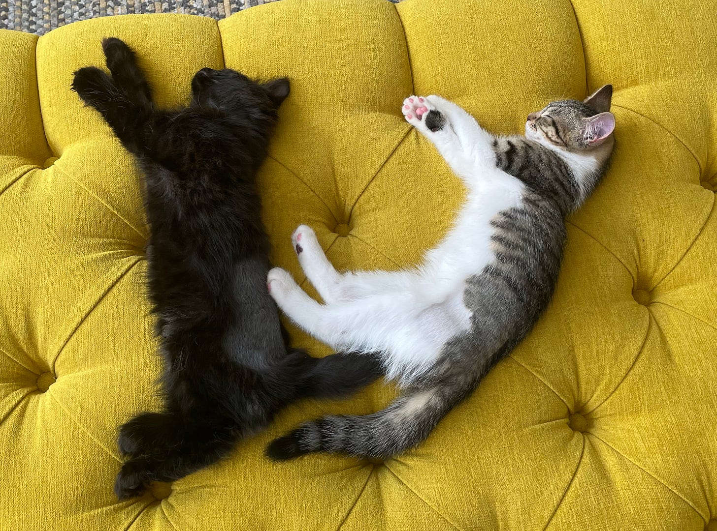 Two kittens are stretched out alongside each other, making little half-moon shapes, fast asleep and with contented expressions. One is black and fluffy. The other is white and tabby.