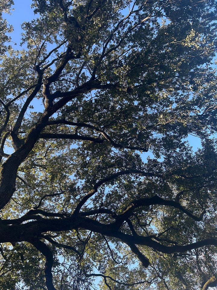 A tree canopy with blue sky and a delicious sugary coffee