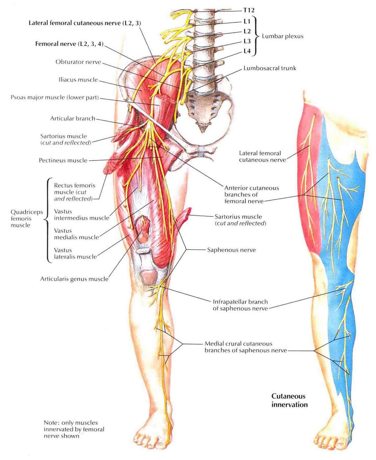 Anatomical view of anterior leg nerves