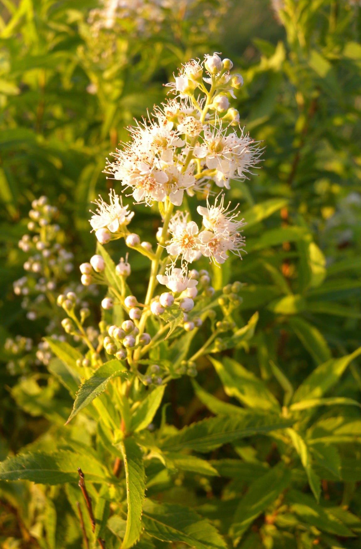 Meadowsweet Sprirea alba flowers