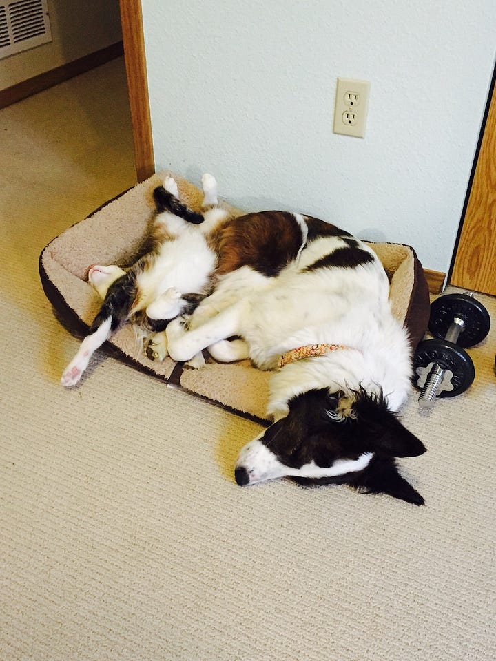 dogs and cats sitting and sleeping together