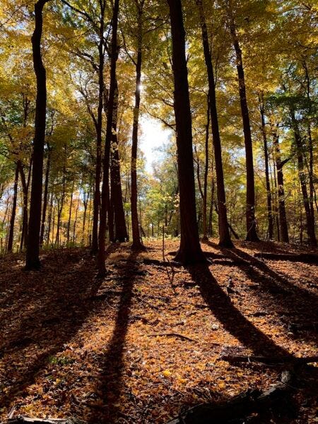 fall trees casting long shadows 