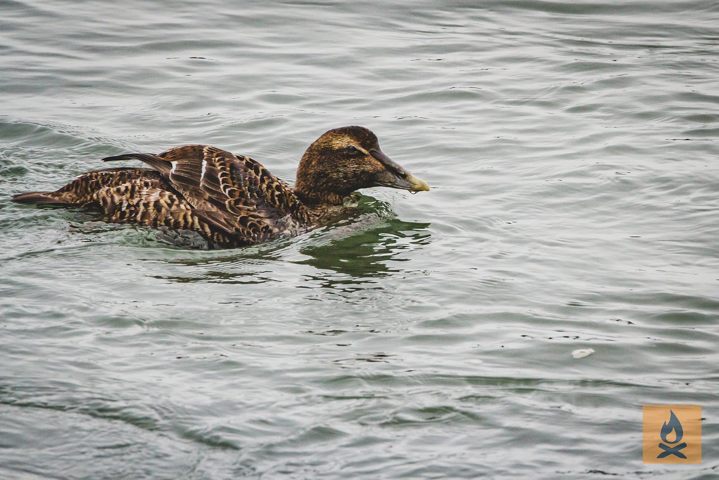 Female common eider duck Female common eider duck