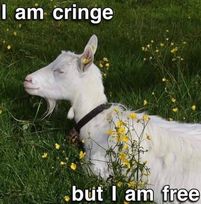 Square image of a white goat with closed eyes standing in a field of green grass and yellow flowers. The text of the meme says "I am cringe but I am free." Square image of a white goat with closed eyes standing in a field of green grass and yellow flowers. The text of the meme says "I am cringe but I am free."