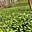 Wild Garlic's avatar