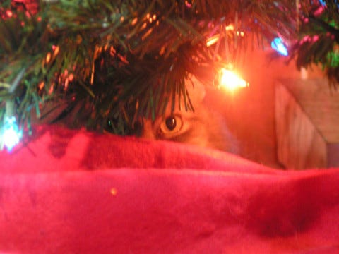 Kali Christmas Tree Cat-Safe Christmas Kali Christmas Tree Cat-Safe Christmas