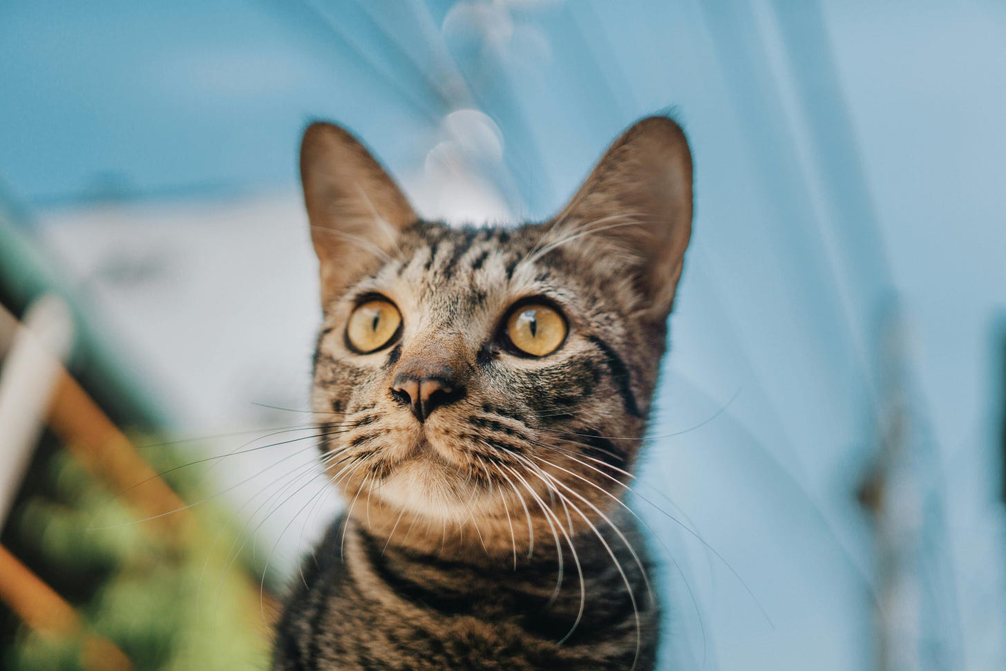 cat looking out window