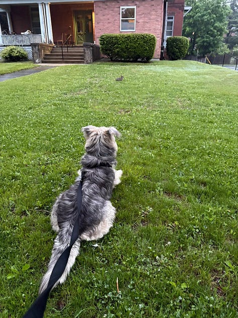 A scruffy muppet-like dog smiles for the camera!