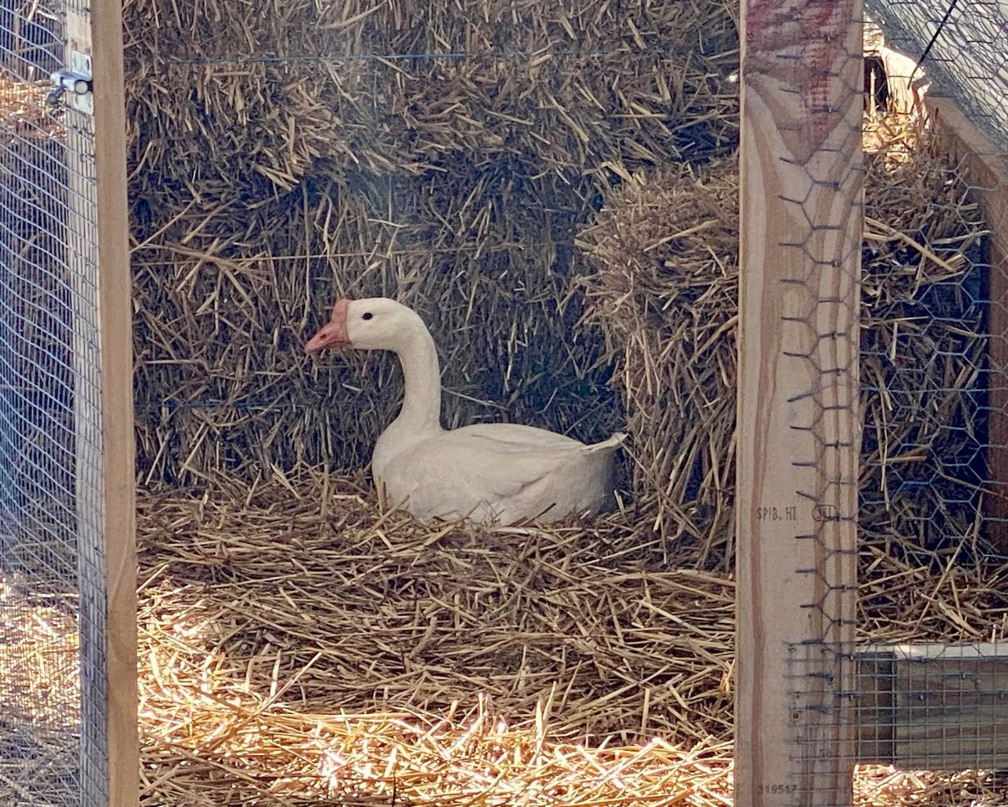 Asiatic goose sitting on her nest