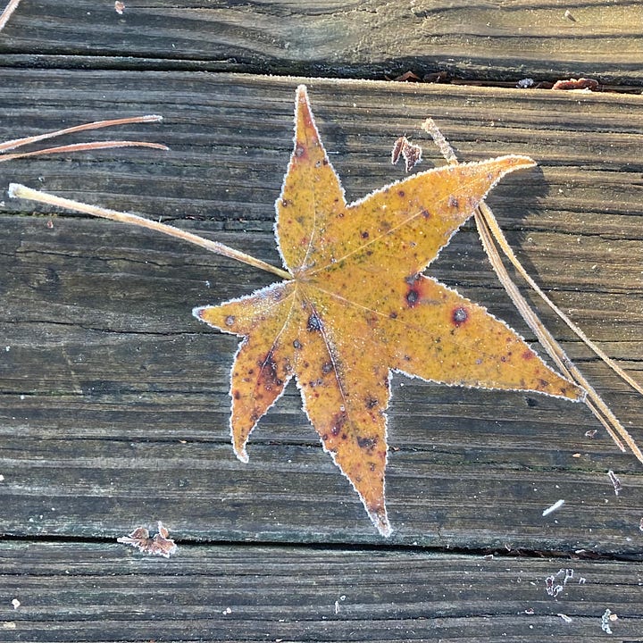 a brown thrasher painted on a concrete sewer outcrop, and a frost-tinged leaf on a weathered board walk.