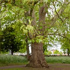 55. Newark Oriental Plane