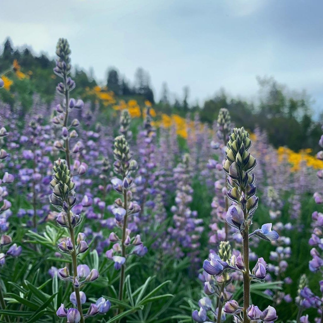 Only You Can Prevent Climate Change
