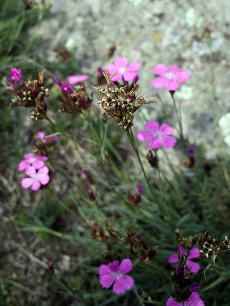 Dianthus carthusianorum aka Carthusian pink