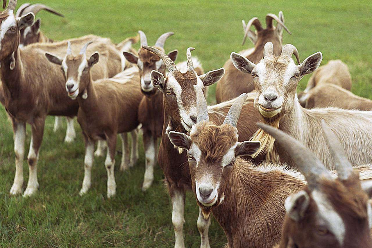How to Raise Goats on Your Small Farm