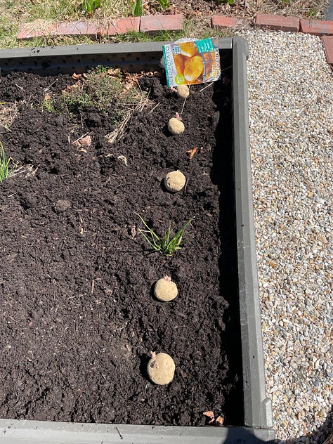 Potatoes lined in rows to be planted