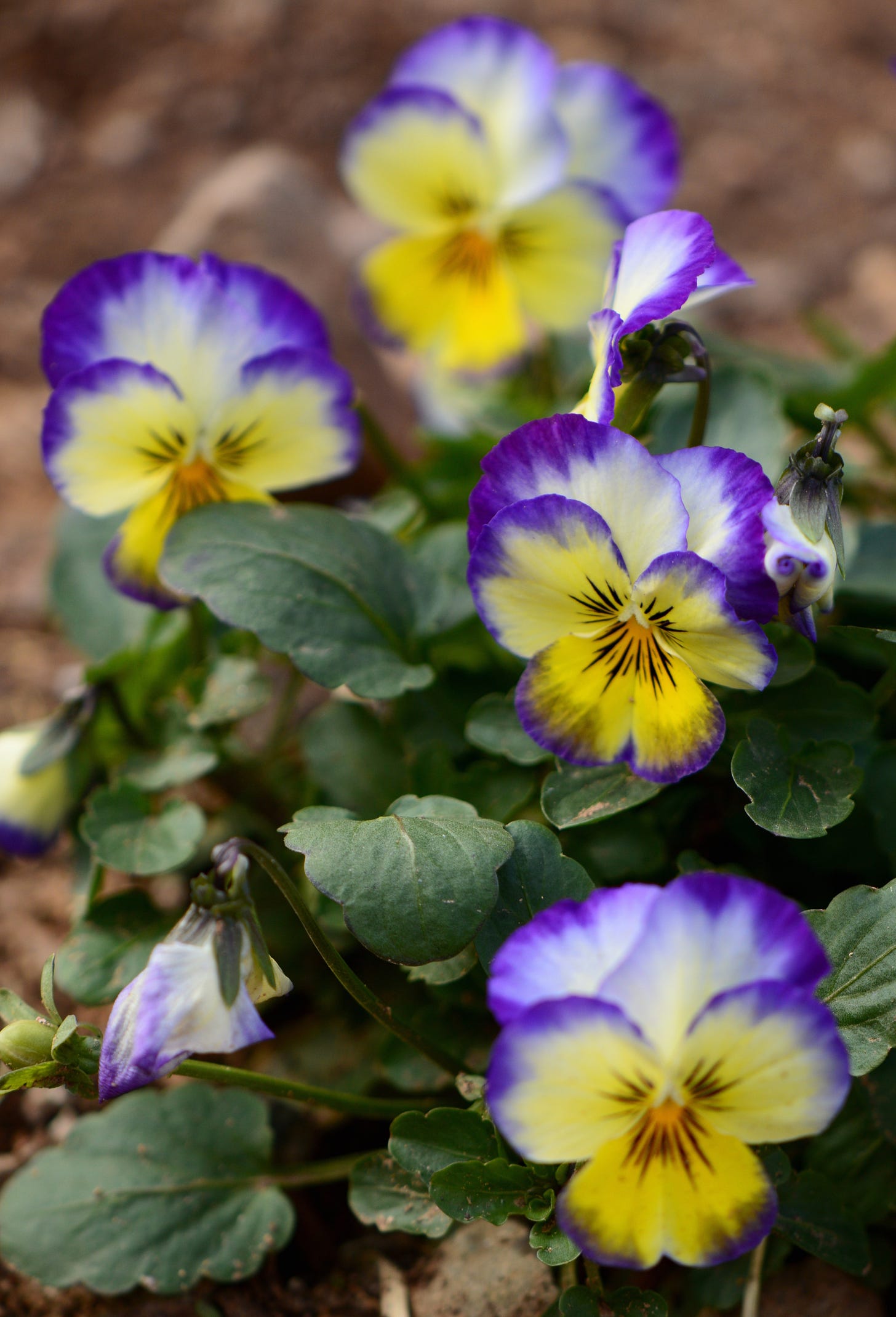 Viola Primrose Picotee