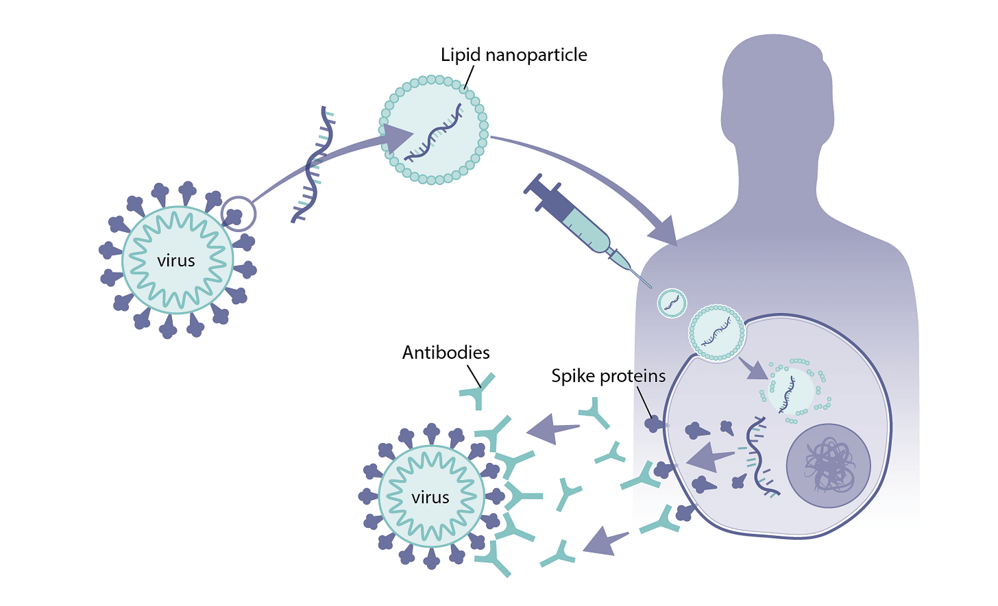 How were mRNA vaccines developed for COVID-19? - Health Feedback