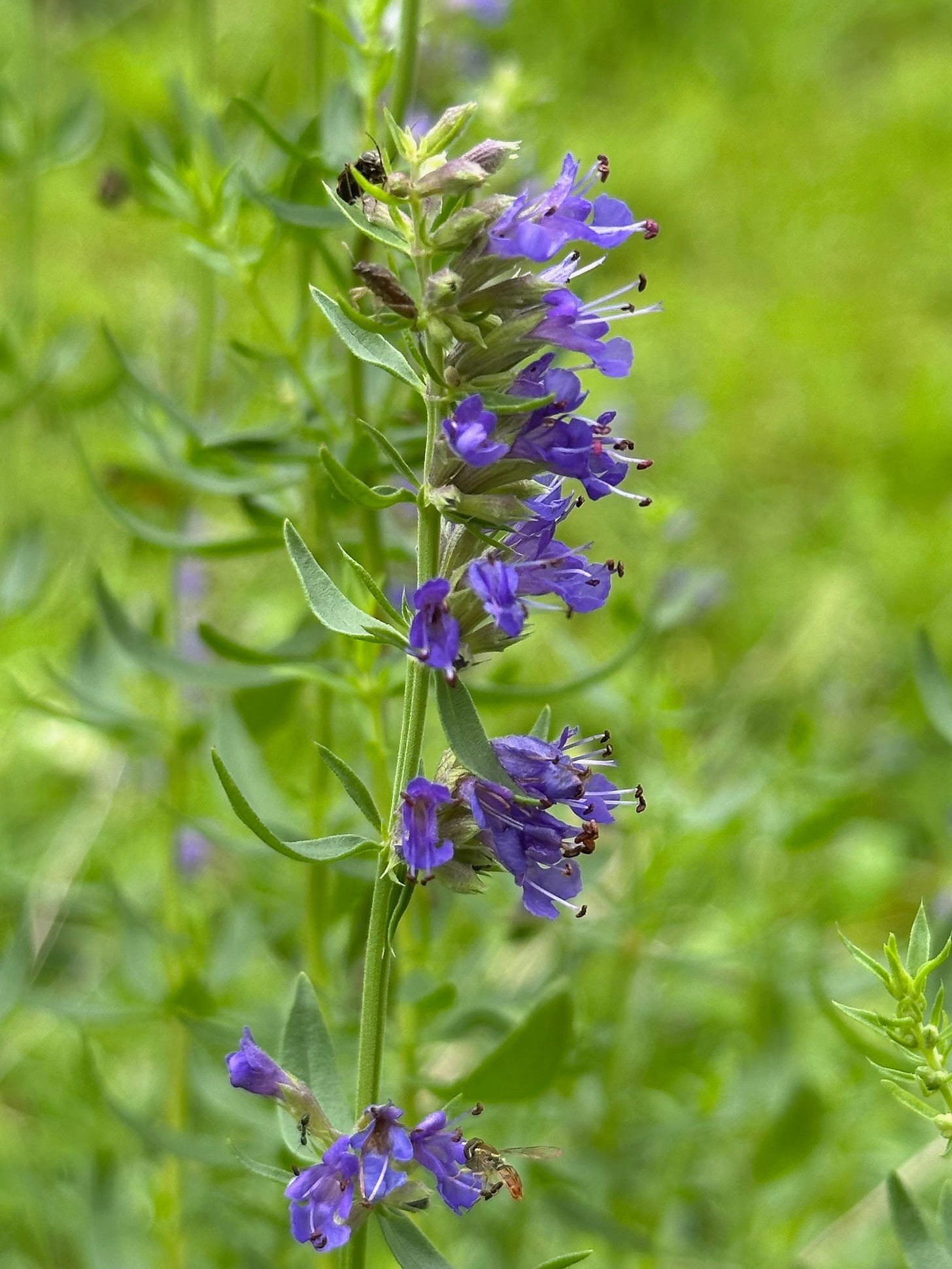 Sweat bee works the bottom right bloom of hyssop 