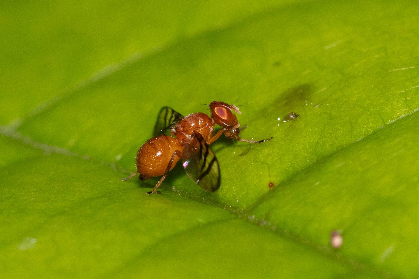 A coppery orange fly with black and white wings on a leaf