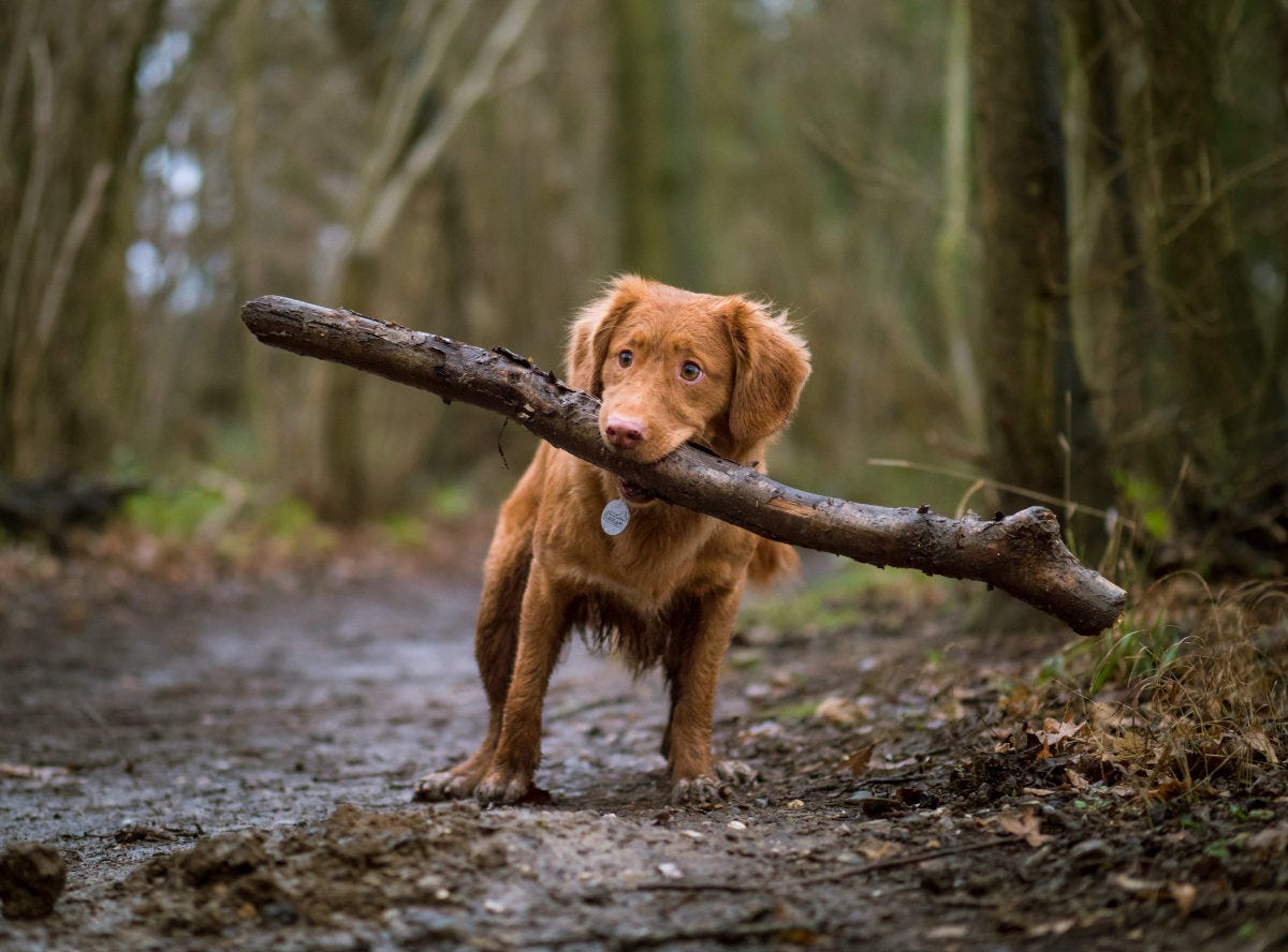 un perro de color marrón claro sujeta un palo bastante más grande que él con la boca