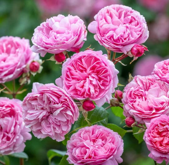 New Roses for 2026 - by Farmer Fred Hoffman