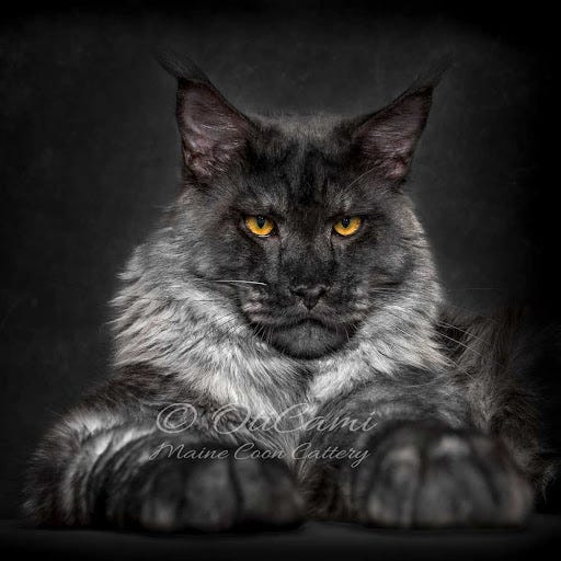 OTICAMI Maine Coon Cattery