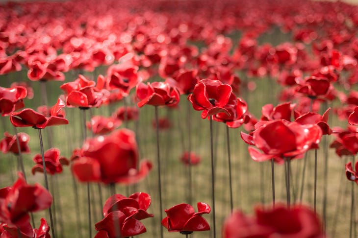 VE Day 80 events London 2025: dozens of ceramic red poppies planted in the Tower moat