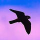 Peregrine