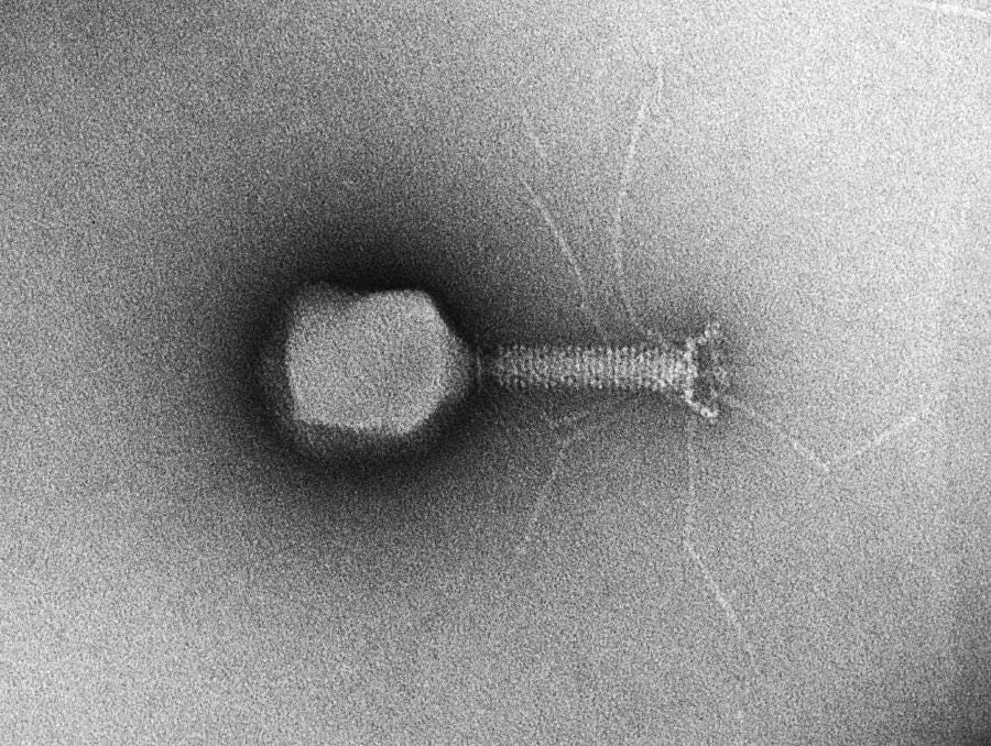 Tem Of Single T4 Bacteriophage by "M. Wurtz / Biozentrum, University Of Basel / Science Photo Library" Tem Of Single T4 Bacteriophage by "M. Wurtz / Biozentrum, University Of Basel / Science Photo Library"