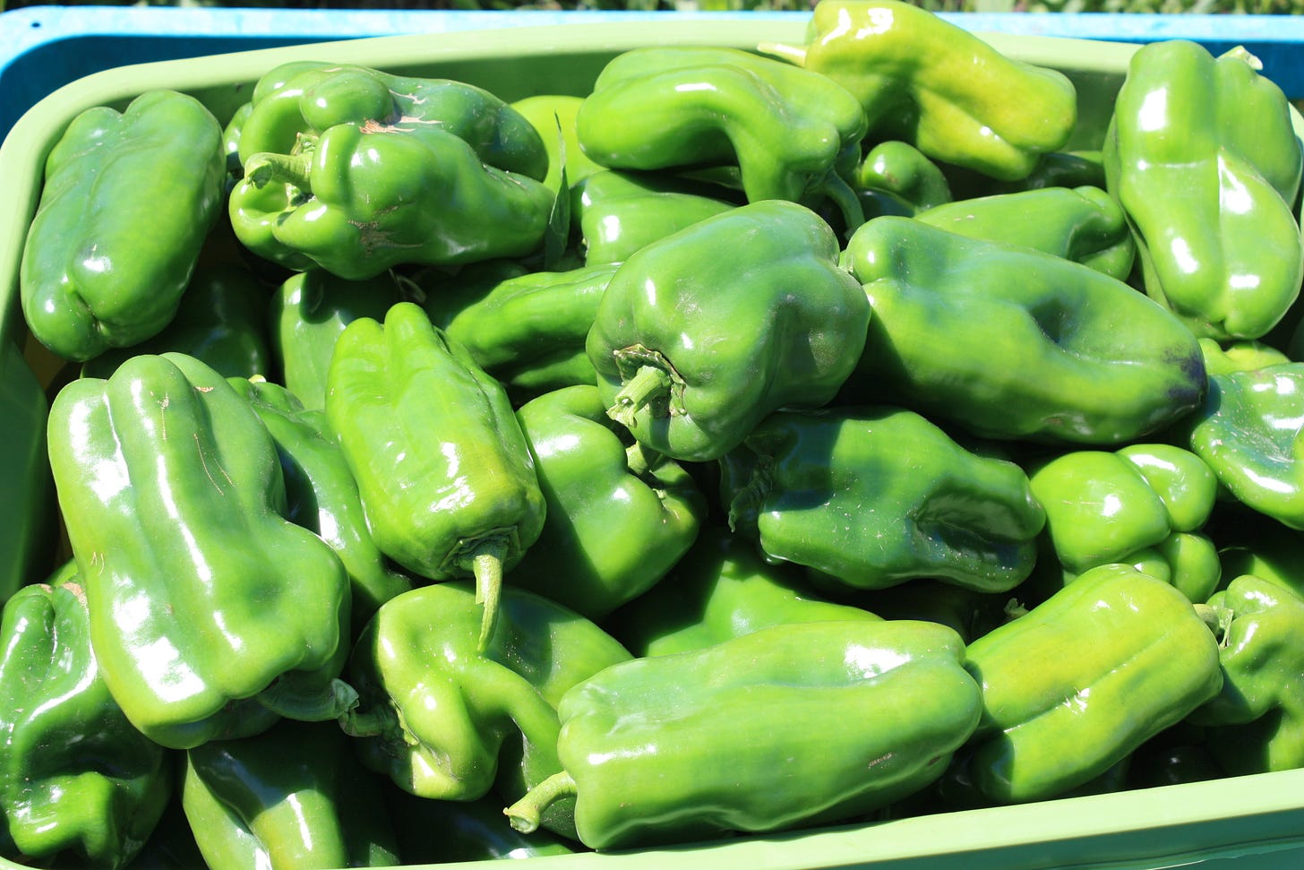 Napoleon Sweet peppers from 2012 harvest