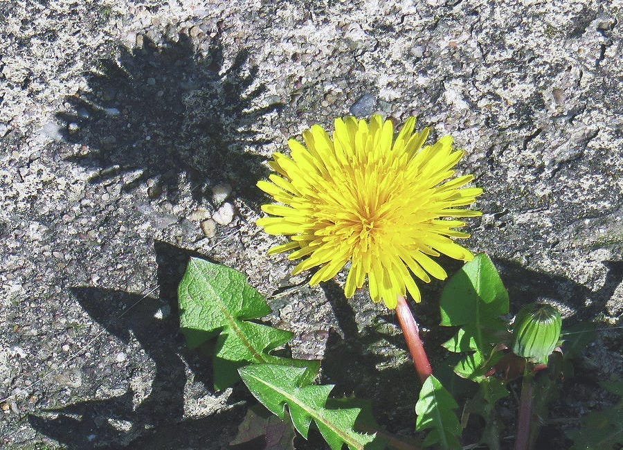 Dandelion