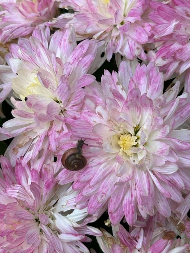 A snail on a flower

AI-generated content may be incorrect.