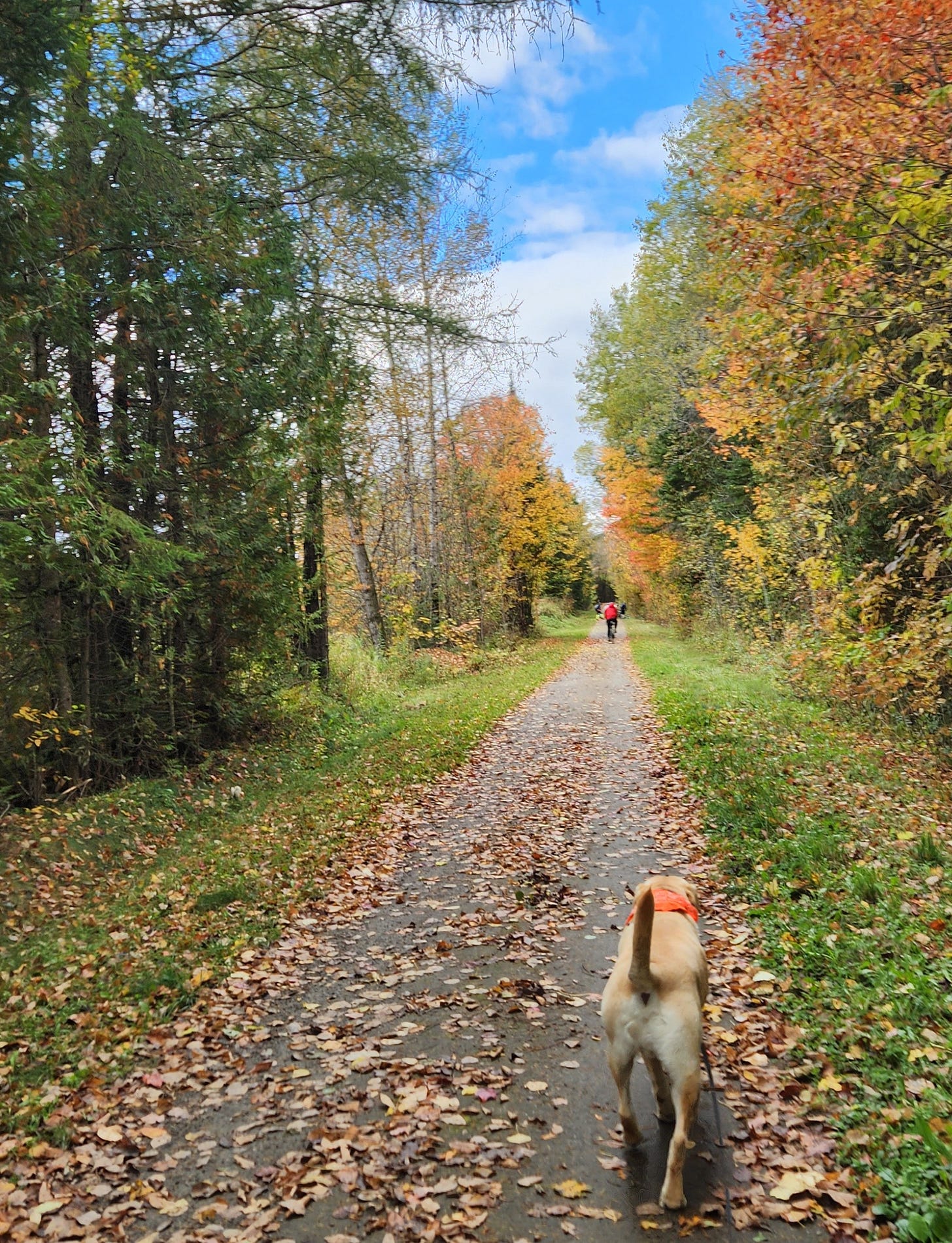 Yellow Labrador Retriever walks the rail trail on a fall day in Vermont. Yellow Labrador Retriever walks the rail trail on a fall day in Vermont.