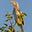 Chickie Galore's avatar