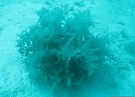 life bay GIF life bay GIF