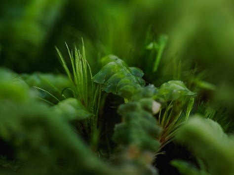 Photogrpahs of a mass of liverworts